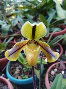 Paphiopedilum druryi