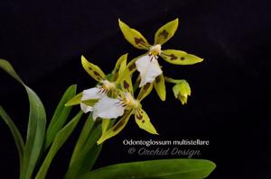 Oncidium multistellare