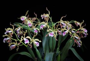 Cattleya grandis