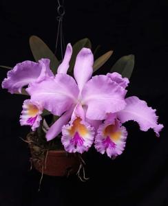 Cattleya gaskelliana