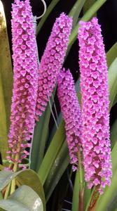 Arpophyllum giganteum