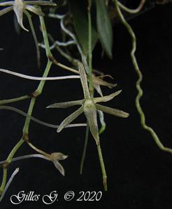 Aerangis pallidiflora