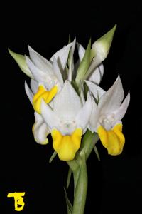 Pecteilis hawkesiana