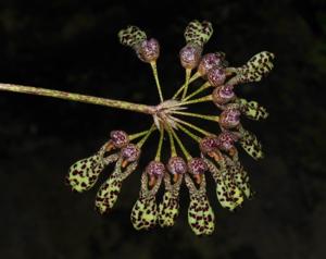 Bulbophyllum longiflorum