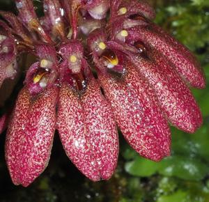 Bulbophyllum brevibrachiatum