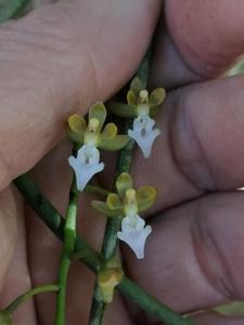 Cleisostoma teretifolium