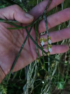 Cleisostoma teretifolium