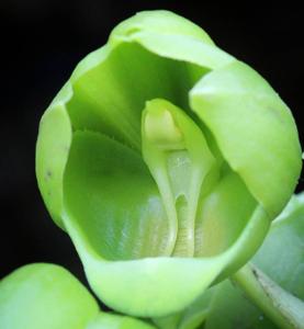 Catasetum socco