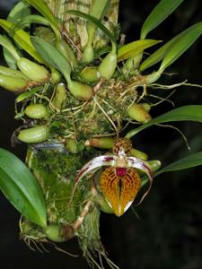 Bulbophyllum membranifolium