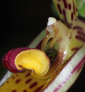 Bulbophyllum membranifolium subsp. inunctum
