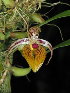 Bulbophyllum membranifolium subsp. inunctum