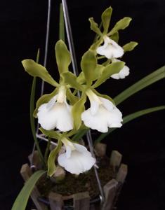 Encyclia randii