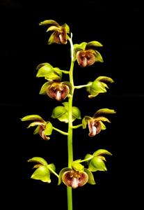 Catasetum lucis