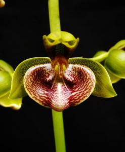 Catasetum lucis