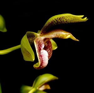 Catasetum lucis