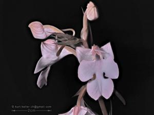 Habenaria carnea