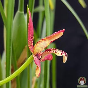 Maxillaria tenuifolia