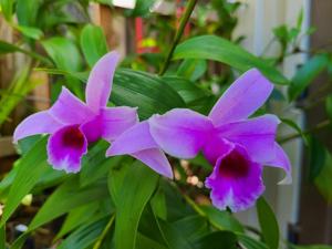 Sobralia sessilis