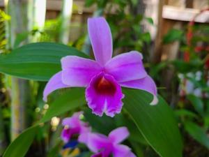 Sobralia sessilis