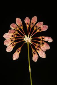 Bulbophyllum fenestratum