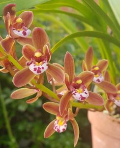 Cymbidium floribundum