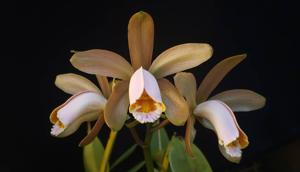 Cattleya forbesii