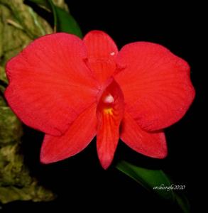 Cattleya wittigiana