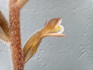 Pelexia novofriburgensis