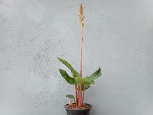 Pelexia novofriburgensis