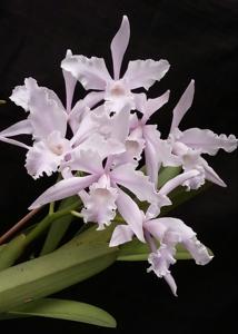 Cattleya lobata