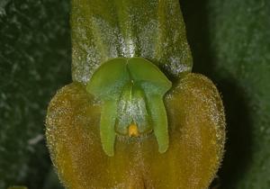Lepanthes gargoyla