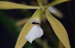 Encyclia linearifolioides