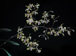 Encyclia fowliei