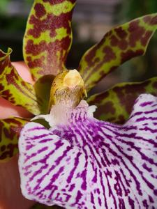 Zygopetalum maculatum