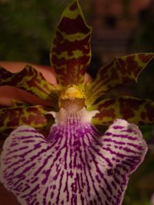 Zygopetalum maculatum