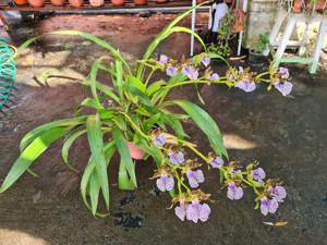 Zygopetalum maculatum