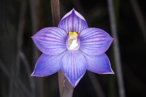 Thelymitra pulchella