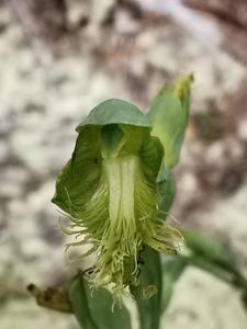 Calochilus herbaceus