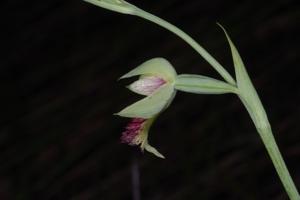 Calochilus herbaceus