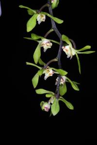 Sarcochilus parviflorus