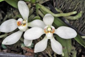 Sarcochilus falcatus