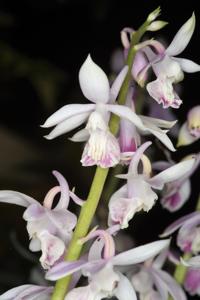 Calanthe aristulifera