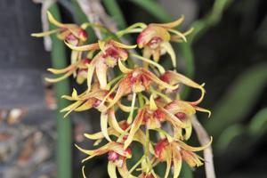 Dendrobium erythraeum