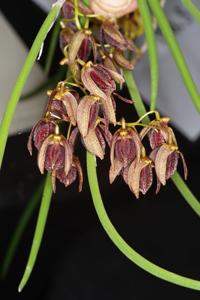 Dendrobium fuliginosum