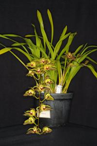 Cymbidium lowianum