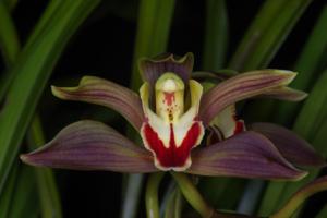 Cymbidium lowianum