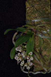 Sarcochilus weinthalii