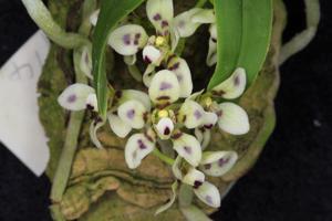 Sarcochilus weinthalii