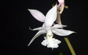 Calanthe arisanensis