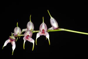 Masdevallia caloptera